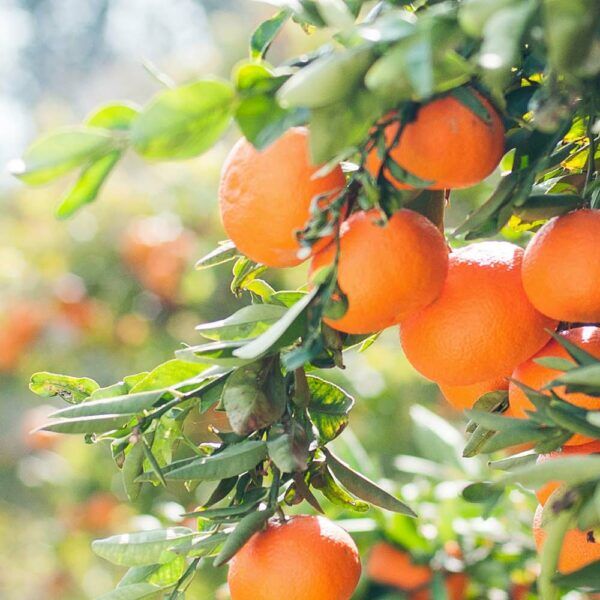 Blog_Candida