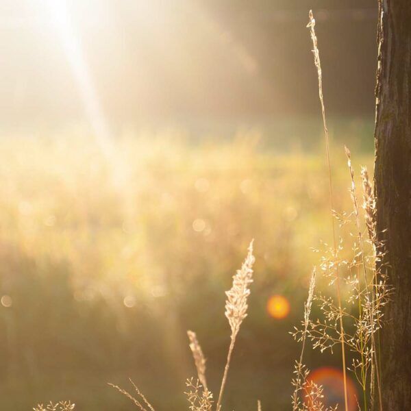Blog_VitaminD2