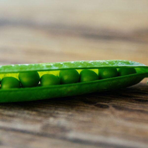 Pea protein for vegans